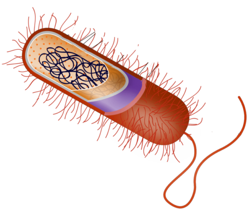Bakterijos piešinys