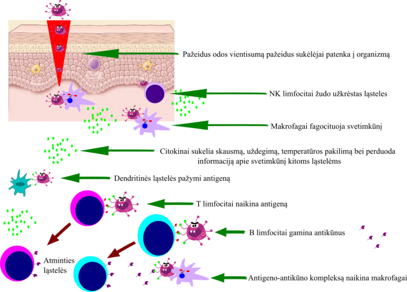 Įgimto ir įgyto imuniteto veikimo schema