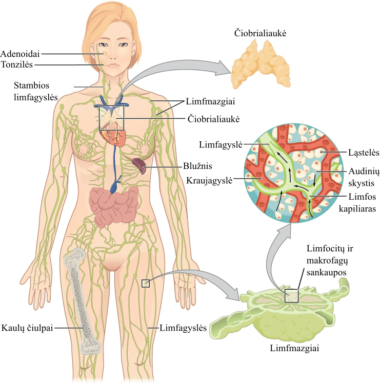 Imuninė sistema, jos barjerai, organai ir ląstelės išsidėsto visame žmogaus organizme