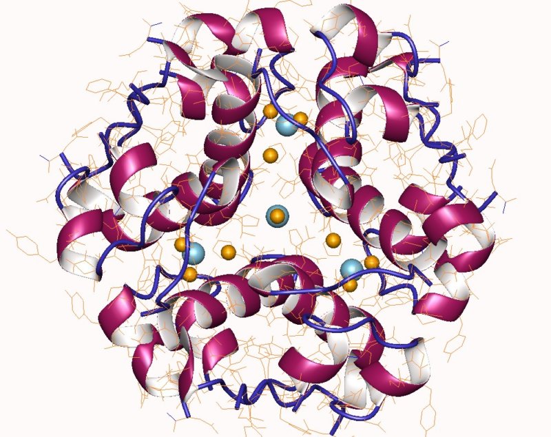 Schematiškai pavaizduotas insulino molekulių išsidėstymas erdvėje
