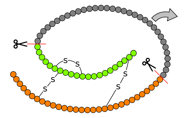 Proinsulino schema, parodytos vietos, kur nukerpamas c-peptidas ir lieka veikiantis insulinas