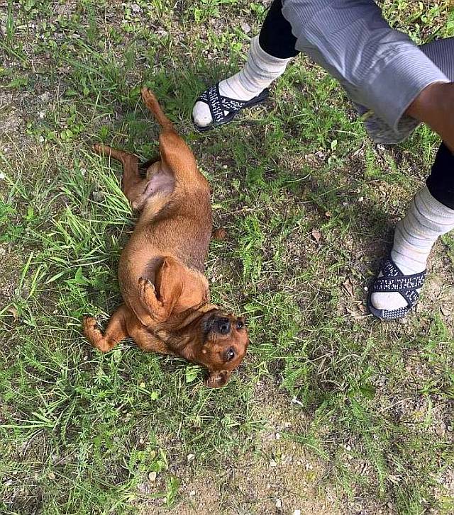 Nedidelis šuo ir žmogaus pėdos