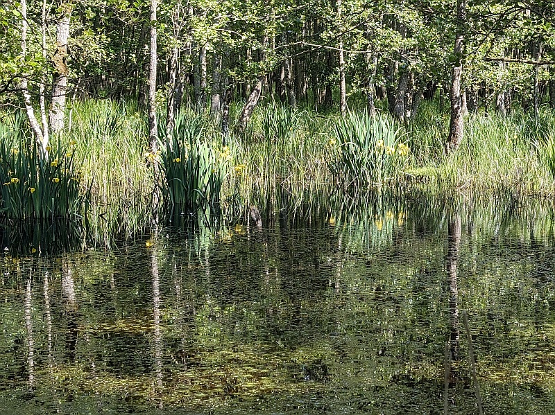 Dviračiu per Daniją. Æbelø augmenija