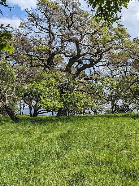 Dviračiu per Daniją. Æbelø salos ąžuolynai