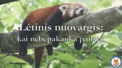 Lėtinis nuovargis: kai nabepakanka pailsėti