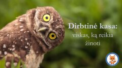 Dirbtinė kasa: viskas, ką reikia žinoti